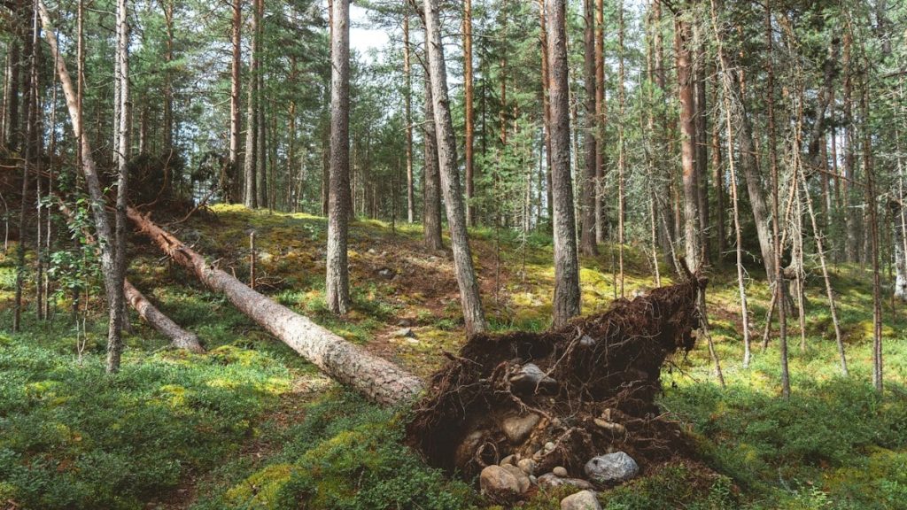 Kuidas alustada tervisliku eluviisi järgimist