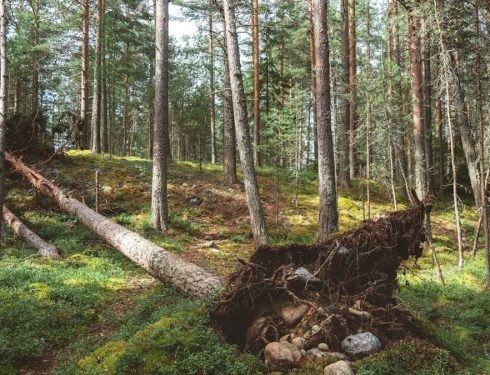 A fallen tree in the middle of a forest